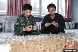 河北深山藏文玩 小核桃成增收“摇钱树”图片