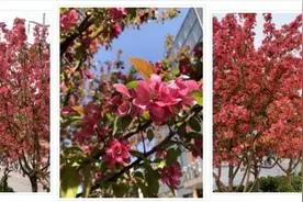 好消息！河北石家庄城区今年将新建6座街旁游园，看看都在哪儿→图片