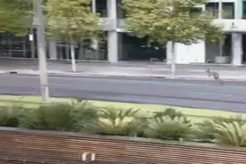 澳大利亚阿德莱德市区因疫情格外冷清，袋鼠上街狂奔图片