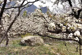 平谷镇罗营万亩梨花开图片