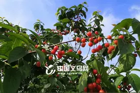 义乌苏溪的樱桃熟了图片