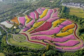 围观！金山网红打卡地获评“市级示范点”，细数这片花海的魅力图片