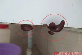 4月21日焦点图：南宁一小区精装房内竟长出黑木耳图片