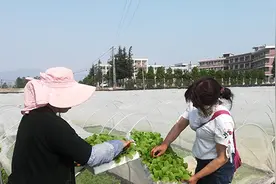 今年四大扶持政策助力烤烟生产图片