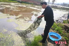 龙虾“闹”荷田 农民“增”收益 丹瑞塘改造荒地催生美丽经济图片