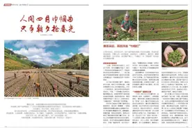 「特别报道」春光巾帼曲①|春茶采起，茶园洋溢“巾帼红”图片