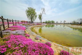 芝樱花开，宛如人间仙境图片