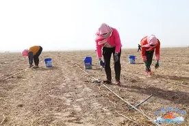 民乐：芦笋敲开致富门图片