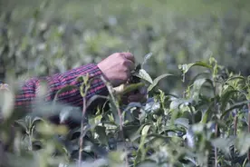 “青春宝”红茶要上市了，中药材加工厂搬到了“家门口”……图片