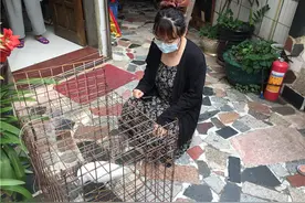 东区街坊在家门口捡到一只白鹭？如何处理，这下犯愁了图片