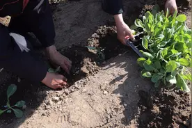房前屋后栽瓜种豆，北京城市副中心开启美丽乡村建设视频封面
