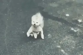 你说什么？风太大听不清图片