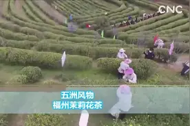 五洲风物 福州茉莉花茶视频封面