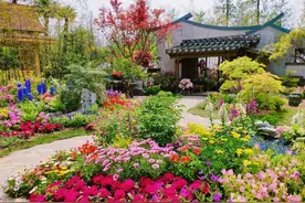 人间四月，芳菲未尽：杜鹃盛开，月季蓄势待放，还有晚樱、紫藤、木香……图片