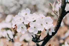 人间四月，梨花盛开！一起去莱阳看梨花图片