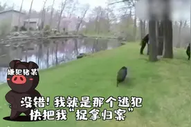 疯狂逃窜！美国警察上演追猪大战，45分钟后将其“桶装”归案视频封面