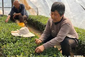 品泰安刘家庄村正宗泰山茶，感悟好茶来之不易图片
