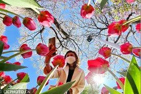 河北秦皇岛：郁金香花海醉游人图片