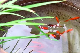 56秒｜旧轮胎变花盆，花草鱼虫共生…聊城这位大姐把自家庭院变成百花园图片