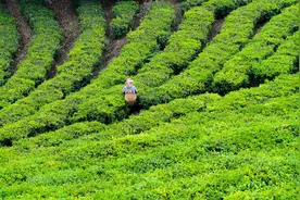 3月飞雪4月降温春茶遇“劫”，茶园或减产，喝茶会多掏钱吗图片