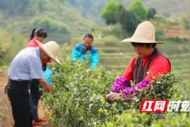 永兴：深山出好茶 手工炒茶香图片