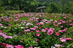 四川金川：芍药花开惹人醉 百亩花海邀你来图片