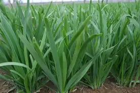 韭菜苗期，千万别乱用化学除草图片