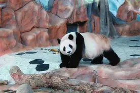 南宁市动物园昨日恢复开放图片