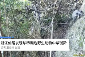 浙江仙居发现珍稀濒危野生动物中华斑羚视频封面