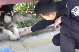 淄博民警捡到阿拉斯加，等了几天不见主人，他们快养不起了！视频封面