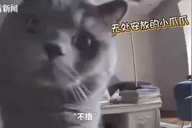 铲屎官与猫咪隔空喊话 喵星人小眼神感觉要哭了图片
