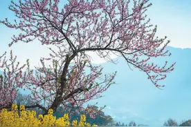 行在桃木坞和半山图片