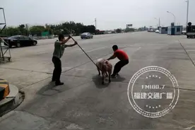 二师兄在福建高速“越狱”，众人上演围追堵截大戏图片