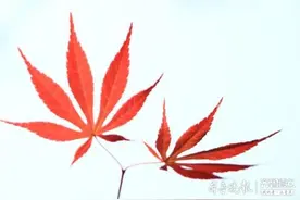 济南森林公园的鸡爪槭，红红火火媲美春花图片