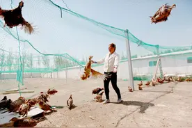 “凤凰”很潮图片