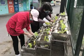 新鲜事儿！家门口喜见“瓶子菜园”图片