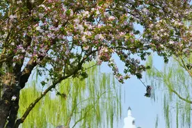 赏花攻略：“却道海棠依旧”从名人故居到“海棠花溪”别错过图片