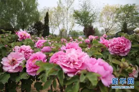 最美四月天里，这是人间真绝色图片
