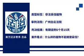 夜闯白云山砍伐黄花梨？判刑图片