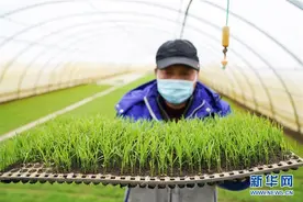 黑龙江五常：稻苗棚室管理忙图片