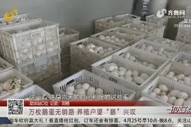 威海大鹅养殖户太犯愁，上万枚鹅蛋无销路，乡村振兴服务队来帮忙视频封面