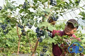 蓟州区千亩草莓园6月份竣工投入使用图片
