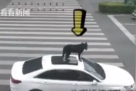 行驶中车顶坐着条狗！狗主人的回答让人直冒冷汗图片