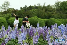 春花烂漫图片
