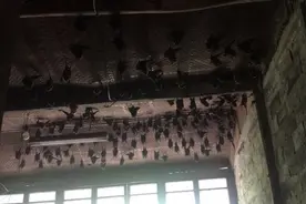 “喂，110吗？我家老屋里挂满了蝙蝠！”民警到现场一看，汗毛都炸了图片
