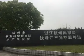 养殖鳊鱼味道不比野生的差？钱塘江禁渔期，带你探访江边这座神秘渔场图片