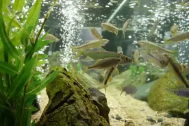 矿物质水、纯净水、富氧水，说一说水里的智商税图片