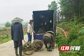桃江金盆村：发展艾草种植 壮大集体经济图片