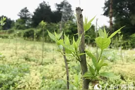 红花岗区岩塘村：千亩杜仲助增收图片