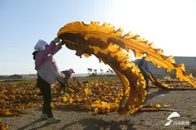 组图｜海带丰收啦！威海荣成养殖工人海滩晾晒海带 成为独特风景线图片
